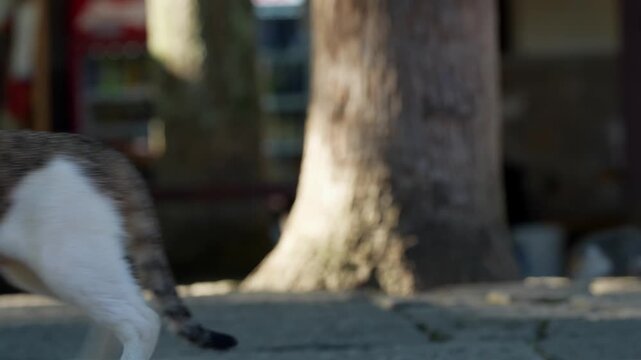 A mom cat stares directly at the camera and walks away