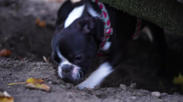 Close up shot of a energetic black and white Boston Terrier dog intensely digging a hole in the dirt under a wooden structure. Amusing animal behavior in nature park.
