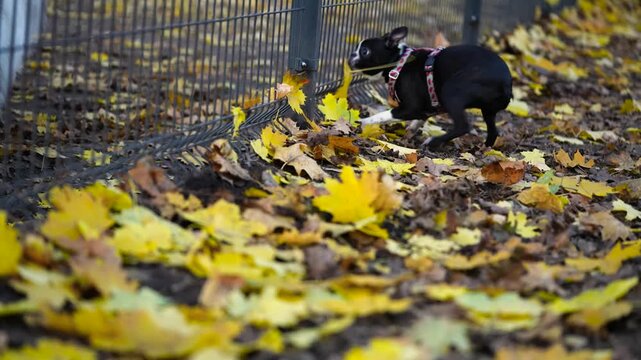 Medium shot of a Boston Terrier dog wearing a harness and intensely digging a hole under a metal mesh fence. Autumn park scene filled with bright yellow fallen leaves.