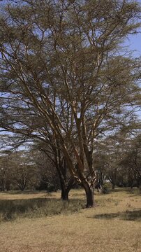 Vertical Video of Acacia Trees Forest Landscape for Social Media Tiktok and Instagram Reels. Scenery and Nature in Kenya, Africa. On safari in Solio Game Reserve.