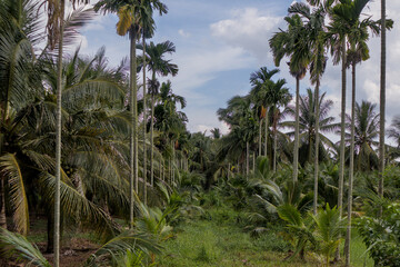 Tropical palm garden with coconut and areca trees under blue sky © ducsuu
