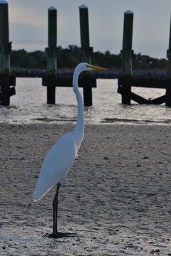 white egret at the river 