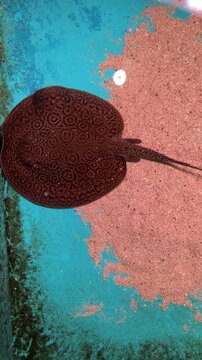 Close-up video of a patterned freshwater stingray gliding gracefully across the bottom of an aquarium