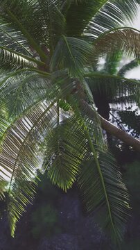 Lush green palm fronds dance lightly in the breeze, casting playful shadows against the vibrant backdrop of nature. Sunlight filters through the leaves, creating a serene atmosphere.