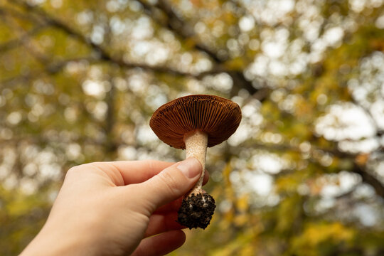 Person inspects mushroom in forest during autumn season