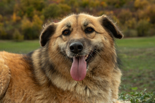 Canine enjoys a relaxed moment in a scenic outdoor setting. Happy pet companionship concept