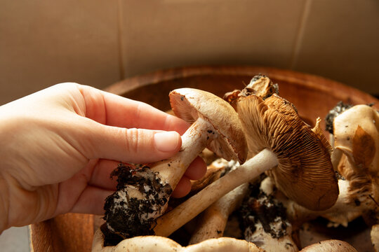 Person handpicking fresh mushrooms from wooden bowl in modern kitchen