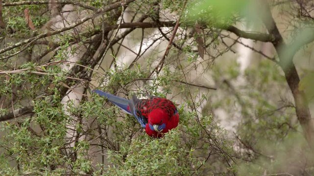Crimson Rosella Parrot Foraging in Blue Mountains National Park