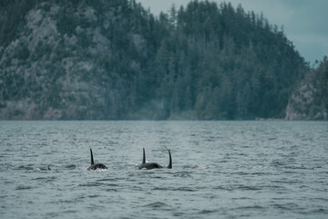 Pod of orcas swimming in coastal waters of British Columbia, Canada. © Serhii