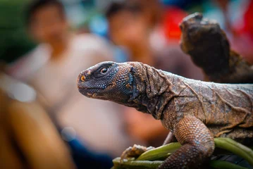 Profile View of a Dark Scaly Lizard © pixelbleed