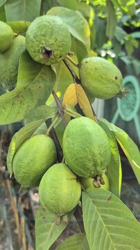 Guava tree (Psidium guajava) whose fruit is still young and green. Guava fruit is rich in vitamin C, which is twice as much as oranges, as well as antioxidants. 