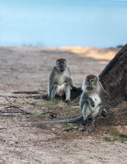 Two wild monkey sitting near beach waiting for food from tourist © nelzajamal