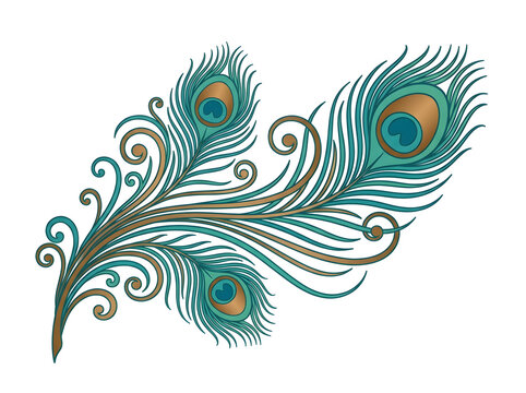 Elegant peacock feather illustration with ornate swirls and teal blue accents. Stylized peacock plume graphic featuring gold and turquoise decorative flourishes on a white background. Artistic