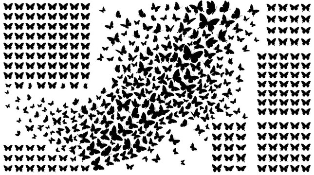 Abstract Transition of Black Butterfly Silhouettes From Order Grid to Flying Chaos Isolated on White Background