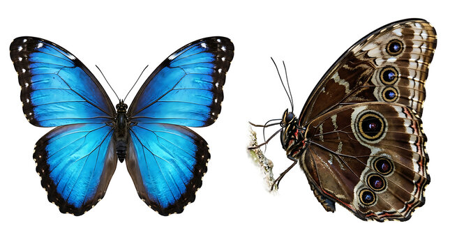 Blue Morpho Butterfly Top View and Side Profile View Isolated on White Background