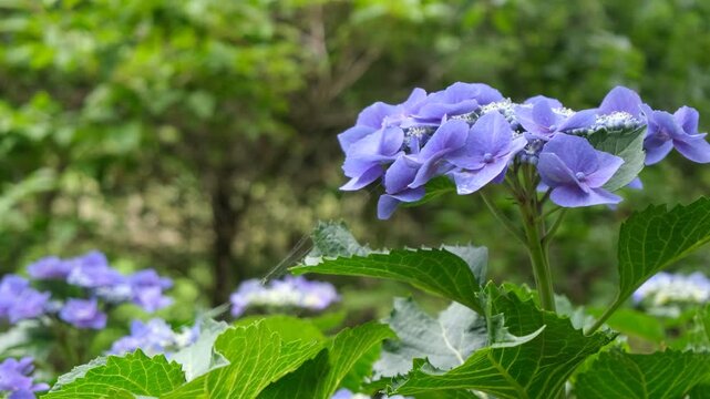 Purple Hydrangea with Delicate Spider Web Swaying in a Gentle Breeze