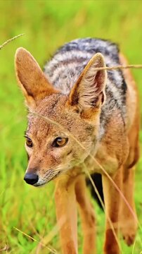 portrait of a wolf