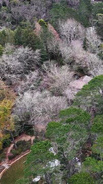 Aerial View of Residential Houses Nestled in Lush Forested Suburb