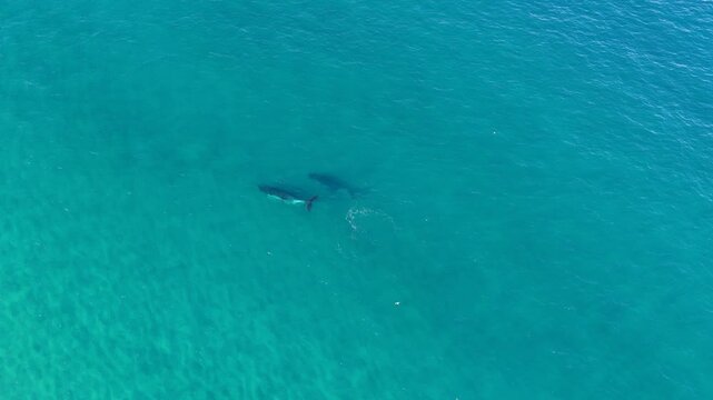 Aerial View of Humpback Whales Swimming in Turquoise Ocean Water