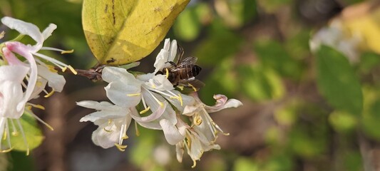 Close-up of a honey bee collecting nectar from blooming white honeysuckle flowers in warm natural sunlight. © Nisha