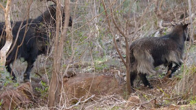 Feral Goats Climbing Rocky Slope in Warrumbungle National Park