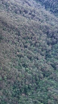 Aerial View of Dense Eucalyptus Forest in Blue Mountains Australia