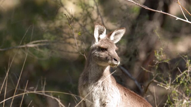 Eastern Grey Kangaroo Looking Around in Australian Bushland