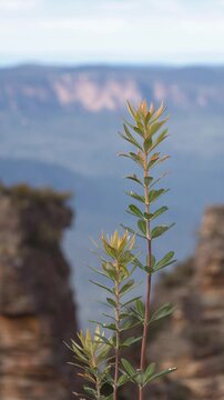 Eucalyptus Plant with Three Sisters Rock Formation in Blue Mountains