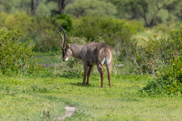 Waterbuck standing in the lush plains of the Serengeti. © Taha