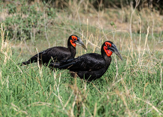 Southern Ground Hornbills foraging in Kruger National Park. © Taha