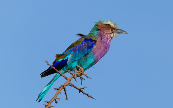 A vibrant Lilac-breasted roller perched in Sub-Saharan Africa.