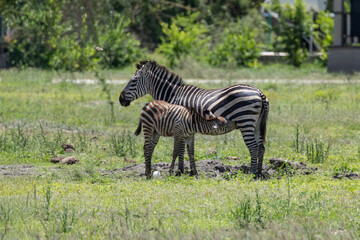 Obraz premium Zebra nursing its foal in the African savanna.