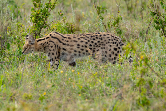 A serval prowling in the Serengeti National Park.