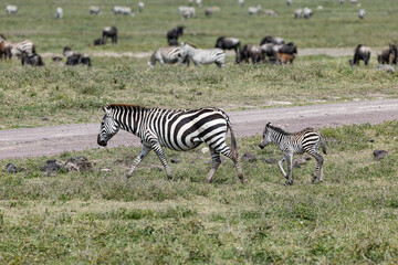 Obraz premium A zebra and foal walk through the Serengeti.