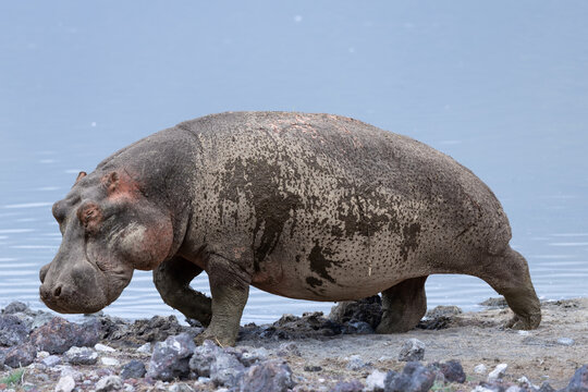 Muddy hippopotamus walking along the shores of Ngorongoro Crater.