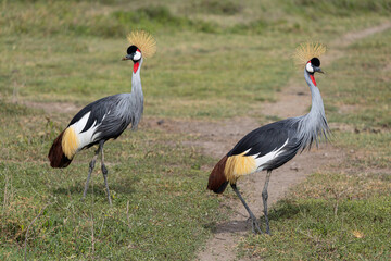 Obraz premium Two grey crowned cranes in the Serengeti National Park.