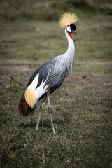 Obraz premium A majestic Grey Crowned Crane in the Maasai Mara.