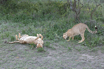 Two cheetahs playing in the Serengeti National Park. © Taha