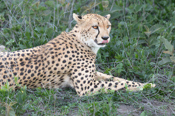 A cheetah rests in the grass of Serengeti National Park. © Taha