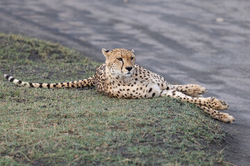 A resting cheetah in Serengeti National Park. © Taha