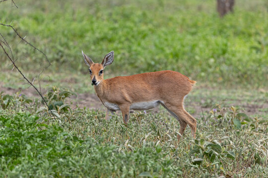 A steenbok grazing in the Serengeti National Park.