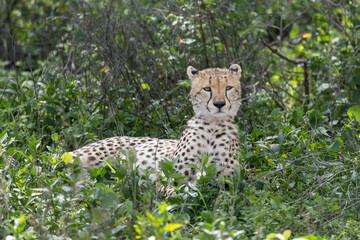 A cheetah rests in the grass of Serengeti National Park. © Taha