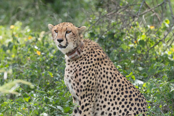 Collared cheetah resting in Tanzania's Serengeti National Park. © Taha
