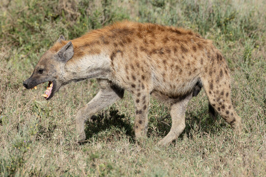 Spotted hyena prowling through the Serengeti.