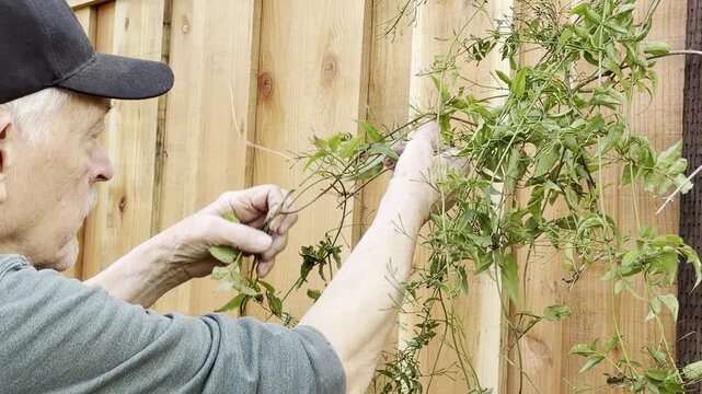 Older man untangles jasmine vine growing against a fence