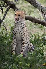 Serengeti cheetah sits under a tree. © Taha