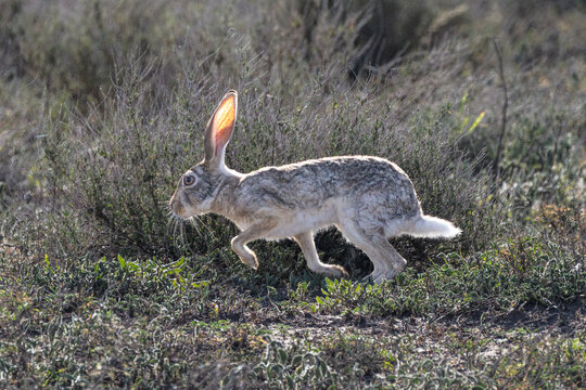 A black-tailed jackrabbit running through Joshua Tree National Park.