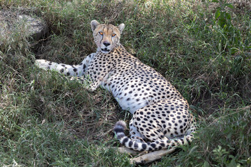 Cheetah resting in the tall grass of the Serengeti. © Taha