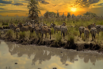 Obraz premium A herd of zebras at a Serengeti watering hole.