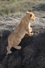 A lion cub climbs a mound in the Serengeti. © Taha